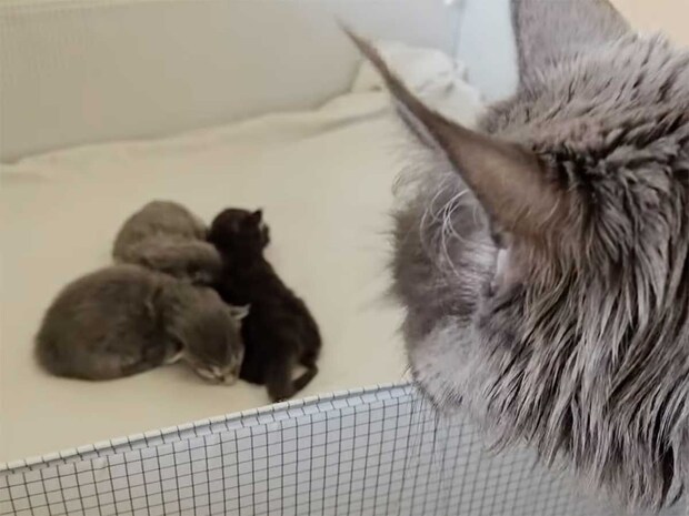 生後1週間もたっていない子猫が、目を開いて初めて世界を見た…？　母猫の愛あふれる姿に感動