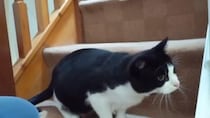 【画像5枚】獲物は絶対逃さない！　ハンターにゃんこ、お尻をフリフリ！
