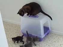 「パパになってくれる？」オスの先住猫が、生後5週間の保護子猫と初対面　「なんていい義父なの」視聴者感動