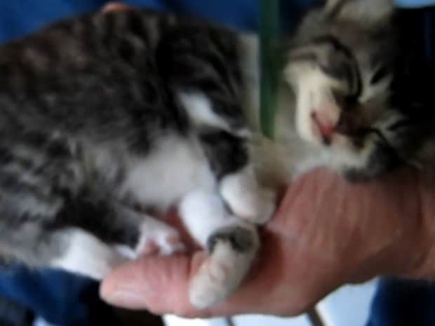 コームでなでられる子猫、なんと《手のひらサイズ》 あまりのかわいさに「100万いいねしたい!」「もっと見たい」