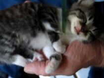 【動画】「100万いいねさせてください」なんと手のひらサイズ、かわいすぎる子猫！