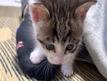 【動画あり】「永遠に見てしまう」甘えん坊の保護子猫があざとすぎ！　飼い主をカミカミ→“たまらんポジション”でスヤァ