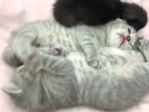 親代わりの子猫と保護猫が《わちゃわちゃ》→穏やかな表情でスヤァ…「見ているだけで幸せ」「優しい世界」