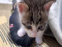 【動画あり】「永遠に見てしまう」甘えん坊の保護子猫があざとすぎ！　飼い主をカミカミ→“たまらんポジション”でスヤァ