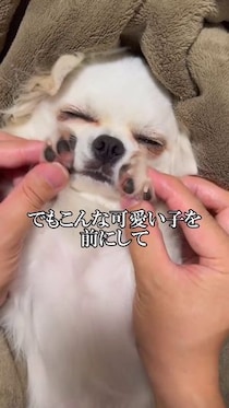 【動画あり】チワワを溺愛した飼い主→いつの間にか失っていた“3つのもの”に19.4万“いいね”　「全部分かる」「声出して笑ったｗ」