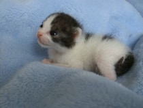 生後19日の赤ちゃん猫が《初めての毛づくろい》　ぎこちなくも一生懸命…「やばい！」「なんてかわいい姿」