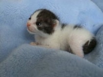 【動画】生後なんと19日！　まだ赤ちゃんの猫の“一生懸命な姿”に視聴者感動…！