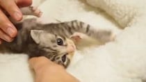 【動画あり】飼い主がほっぺをぷにぷに→子猫の様子が…？「なんだ天使か」「あーもうかわいすぎる」視聴者もん絶！