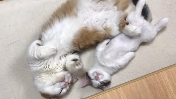 「だらけまくりやがって！」《へそ天で眠る》親子猫に視聴者もん絶！「失われた野生…」「尋常じゃない破壊力」