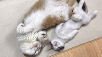 【動画】きゃわわわ…　野生を失い“へそ天”で眠る親子猫！