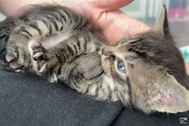 【動画あり】「お母さん、どこニャ…」保護されたばかりの赤ちゃん猫が切なカワイイ…「胸が締め付けられる…」視聴者が思わずエール