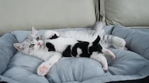 【動画あり】寂しがる保護子犬を慰める、子猫の《一番優しい方法》に視聴者感動…「泣ける」「私も落ち着いたよ」
