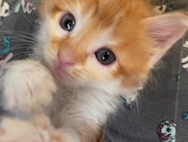 瞳の大きな保護子猫が見上げてくる…“オチも何もない”ひたすらカワイイ動画に「癒やされる」「きっとすごく美しい猫に成長すると思う」