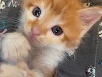 瞳の大きな保護子猫が見上げてくる…“オチも何もない”ひたすらカワイイ動画に「癒やされる」「きっとすごく美しい猫に成長すると思う」