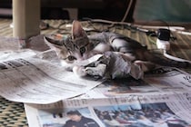 新聞を読みたい飼い主 vs 気を引きたい子猫　《全力の妨害》が反則級のかわいさ！