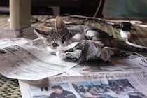 【動画】かわいすぎる…！　新聞を読みたい飼い主vs気を引きたい子猫の攻防戦！