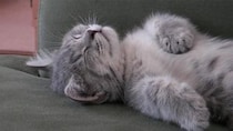 【動画あり】不思議とずっと見ていられる…《あおむけで眠る猫》が無防備すぎる！「初めて見るかわいさ」「なんて平和な時間」
