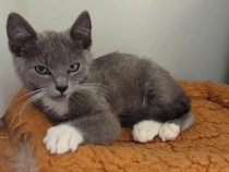なでられるのが大好き、ハンサムな子猫が大きなゴロゴロ！「止めないで」お手々をグーパーする様子が愛らしすぎ