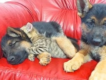 【動画あり】寄り添って眠る、子犬と子猫たち　種族を超えた愛で《もふもふ大渋滞》「なんて幸せな大家族」「いとおしくて仕方ない」
