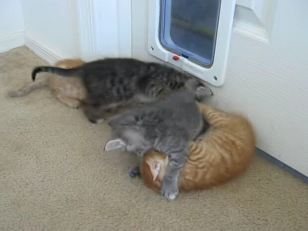 4匹の子猫がお団子状態→1匹だけ残して解散! 《負けず嫌いさん》に視聴者ほっこり「笑っちゃった!」「この動画をおすすめしてくれてありがとう」