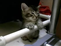 「まだ寝たくない…」ポールにしがみつき、眠気をガマンする子猫に視聴者もん絶！「電車の中でこういう人見る」「かわいいは正義」