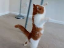 【動画】後ろ足で立ち上がって…　くるりとターンを決める子猫の姿に驚き！