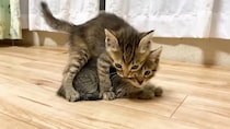 元気いっぱいな子猫たち→突然の《電池切れ》　尊すぎる“座り寝”に視聴者もん絶！「天使すぎる」