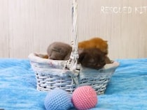 【画像5枚】かわいすぎる～！　バスケットの中にぎゅうぎゅう、3匹の子猫たち