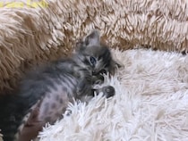 見つめられるとなぜか転がっちゃう…おなかプリプリな子猫がかわいすぎ！「なでたい…」の声