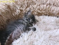 【動画】見つめられるとなぜか転がっちゃう…　おなかプリプリな子猫