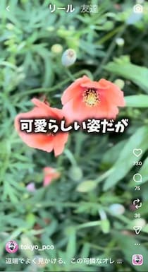 【怖い】かわいいけど…道端で見掛けるオレンジの花、素手で触っちゃダメ！　自衛隊が注意喚起する理由