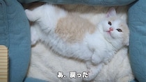 マンチカンの子猫、寝相がかわいすぎ…　《あざといポーズ》連発に視聴者ノックダウン！「まさに動くぬいぐるみ！」「まぁるくてふっわふわ」