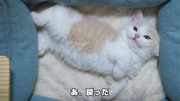 マンチカンの子猫、寝相がかわいすぎ…　《あざといポーズ》連発に視聴者ノックダウン！「まさに動くぬいぐるみ！」「まぁるくてふっわふわ」