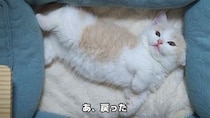 【動画】マンチカンの子猫、寝相がかわいすぎ…　《あざといポーズ》連発に視聴者ノックダウン！