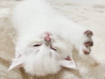 はしゃぎすぎて電池切れ、“ふみふみ”しながら眠りに落ちる…かわいすぎる子猫に視聴者もん絶！「鳴き声まで愛らしい」
