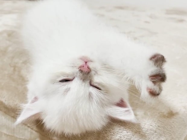 はしゃぎすぎて電池切れ、“ふみふみ”しながら眠りに落ちる…かわいすぎる子猫に視聴者もん絶！「鳴き声まで愛らしい」