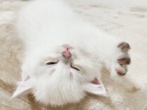 【動画】はしゃぎすぎて電池切れ、“ふみふみ”しながら眠りに落ちる…子猫がかわいすぎる！