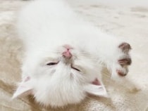 【画像5枚】電池切れ、“ふみふみ”しながら夢の中へ…　かわいすぎる子猫！
