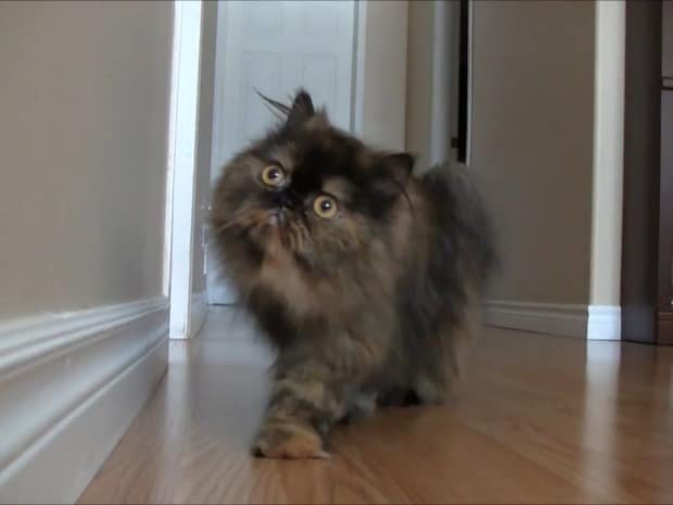 目が離せなくなる…大きな瞳が美しすぎる猫、じりじりと迫ってくる!「目がまん丸で本当にかわいい!」「自分が見つめられているみたい」