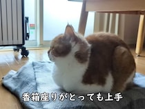 きれいな香箱座り→パーフェクトな《ごめん寝》でスヤァ…「お手本のよう」「丸いフォルムがたまらん」視聴者大絶賛！