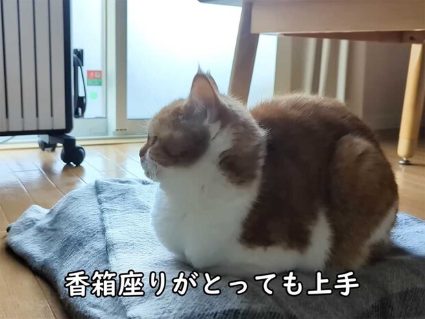 きれいな香箱座り→パーフェクトな《ごめん寝》でスヤァ…「お手本のよう」「丸いフォルムがたまらん」視聴者大絶賛!