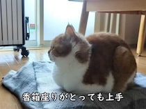 【動画】きれいな香箱座り→パーフェクトな《ごめん寝》！　視聴者大絶賛、思わずにっこりな映像