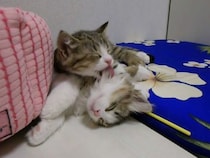 ダウンした子猫 vs まだ遊びたい子猫…猛烈な《なめなめ》に視聴者ニッコリ！「べっちょべちょにされてるｗ」「めちゃかわ」