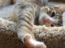 寝起きの子猫、肉球を見せて…《あざとかわいい》しぐさに視聴者もん絶！「最高の猫動画」「抱きしめたい…」