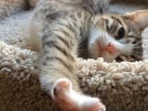 【動画】寝起きの子猫、肉球を見せて…《あざとかわいい》しぐさに視聴者もん絶！