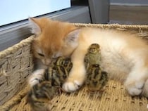 【動画あり】ひな鳥がすり寄って甘える…なんと《子猫が母親代わり》！？　立派な“ママぶり”に「すてき」「愛情にあふれてる」