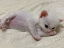 毛づくろいの途中でウトウト→完全に電池切れ（笑）　子猫の姿に視聴者もん絶！「めっちゃかわいい」「キュン死にした」