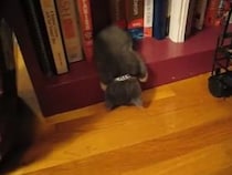 【動画あり】生後6週間の子猫、本棚で突っ伏して眠る…あまりのかわいさに視聴者もん絶「ぬいぐるみみたい！」「最高」