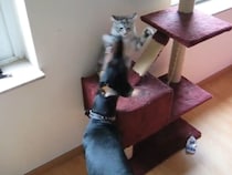 モフモフ子猫が戦うのは、漆黒のドーベルマン！？　バトルの結末に視聴者ほっこり「本当に優しいね」