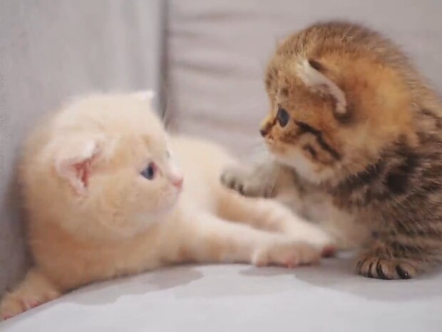 生後26日目の子猫たち、フニャフニャ猫パンチで《愛のじゃれ合い》　「かわいすぎ」「最高の成長記録だね！」視聴者メロメロ